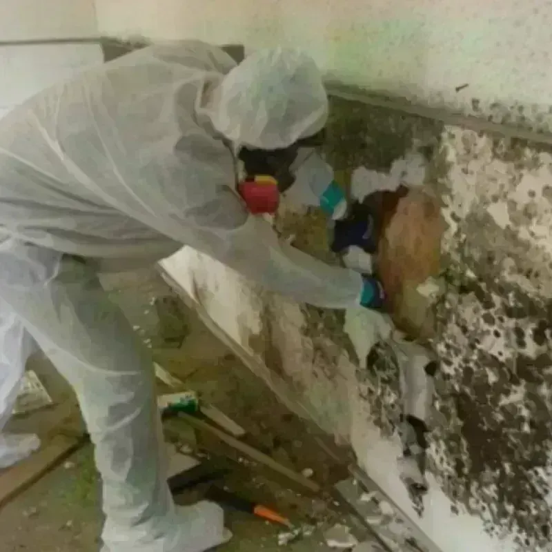 Mold Remediation and Removal in Rochester, MN